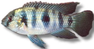 thomasi (4 - 5 cm)