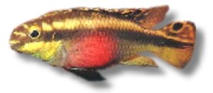 pulcher (5 - 7 cm)