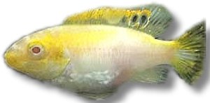 pulcher albin (red) (4 - 5 cm)