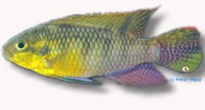 subocelatus (4 cm)