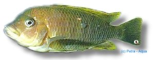 Petrochromis famula 4,5–5,5 cm