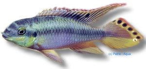 Common Krib Blue, Dwarf Rainbow (Pelvicachromis pulcher blue) 4 cm