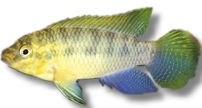 subocelatus matadi (4 cm)