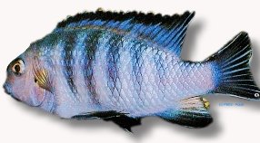 tropheops red fin (XL)