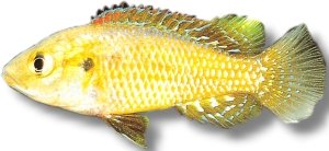 multicolor (3,5 - 4 cm)