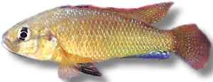 philander dispersus (5 - 6 cm)