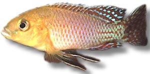nicolsi (5 - 6 cm)