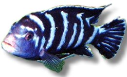 Pseudotropheus demasoni 3–4 cm