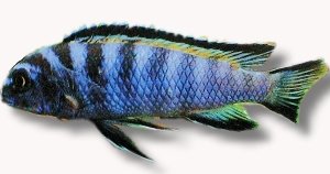 Slender Pseudotropheus, Elongate mbu (Pseudotropheus elongatus) 6–7 cm