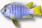 White-Tail Acei (Pseudotropheus acei) XL