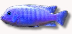 Pseudotropheus zebra blue + blue XL