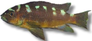 sp. crabro (4 - 5 cm)