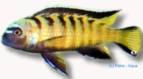 Pseudotropheus fuscus 4–5 cm