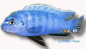 heteropictus (7 - 9 cm)