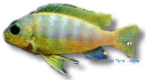 Pseudotropheus Pengoldi, Ps (Pseudotropheus aurora) 4–5 cm
