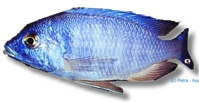 sp. blue (5 - 6 cm)