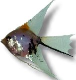 koi l.f. (4 - 5 cm)