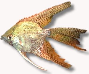 zebra l.f. (4 - 5 cm)