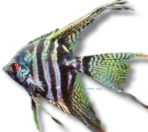 zebra smoke l.f. (4 - 5 cm)