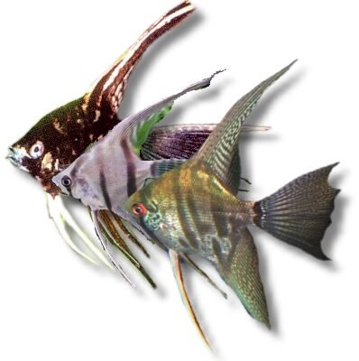 XL Mix Angelfish, l.f. (Pterophyllum scalare mix l.f.) XL (6 - 7 cm)