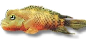 Flathead Cichlid, Buffalohe (Steatocranus casuarius) 5,5–6 cm