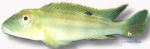 Dwarf African Cichlid, Slen (Steatocranus tinanti) >9 cm