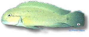 temporalis (5 - 7 cm)