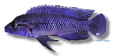 caninus (4 - 5 cm)
