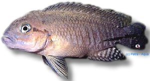 burgeoni (4 - 5 cm)