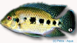 mariae (> 8 cm)