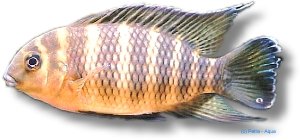 jokki (4 - 5 cm)