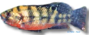 zilli (6 - 8 cm)