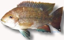 Redbreast tilapia (Tilapia rendalli) 4–5 cm