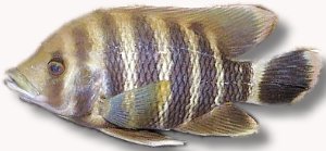 buttikoferi (8 -10 cm)