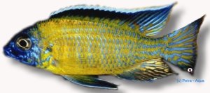 steveni blue neon (7 - 9 cm)