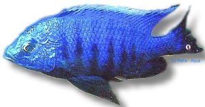 Copadichromis azureus 7–9 cm