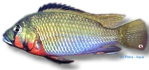 Thoracochromis brauschi 5–6 cm