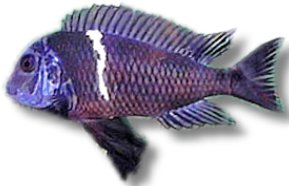 Duboisi, White-Spotted Cichlid (Tropheus duboisi) 3,5–4 cm