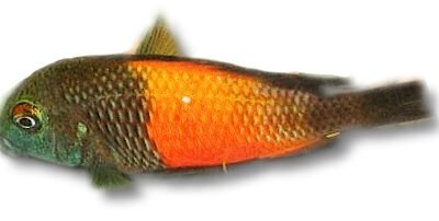 moorii orange I "bemba" (4,5 - 5 cm)