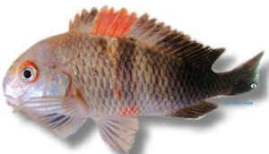Tropheus moorii brabant rutu 3,5–4 cm
