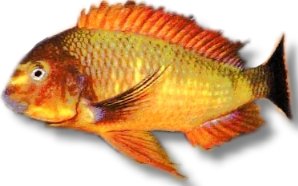 moorii sambia red (4,5 - 5,5 cm)
