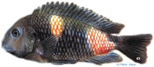 Tropheus moorii bulu - point >7 cm