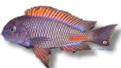 moorii moliro (> 9 cm)