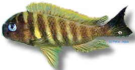 brichardi kipilli (XL)