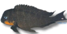 brichardi mpimbwe (XL)