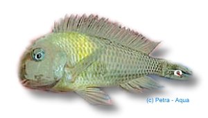 brichardi malagarasi (3 - 4 cm)