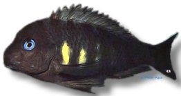 brichardi ulwille (3 - 4 cm)