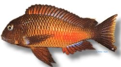 Tropheus moorii chipimbi 3–4 cm
