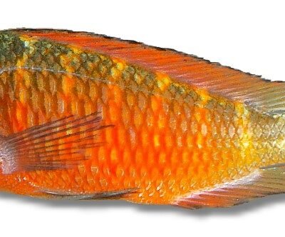 albino fire crakerd (Tropheus moorii moliro orange fire craker) 2–3 cm