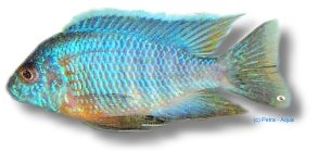 sp. turquoise (5 - 6 cm)